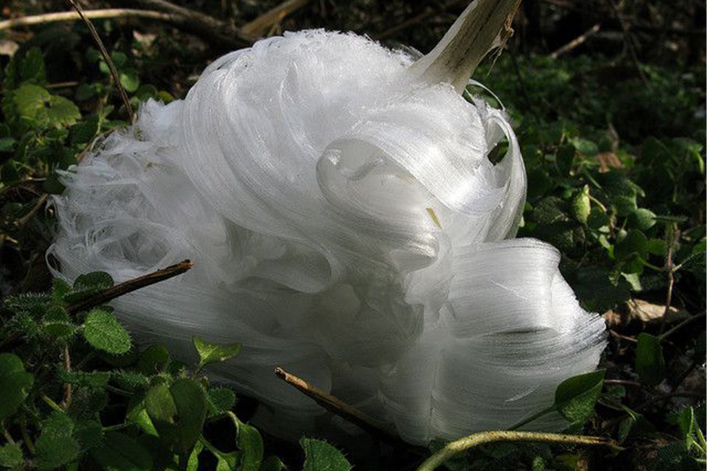 Green Design Blog Frost flower czyli kwiat malowany lodem