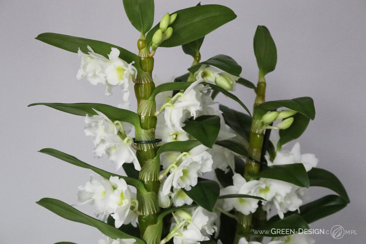 Dendrobium nobile - najlepszy dla początkujących